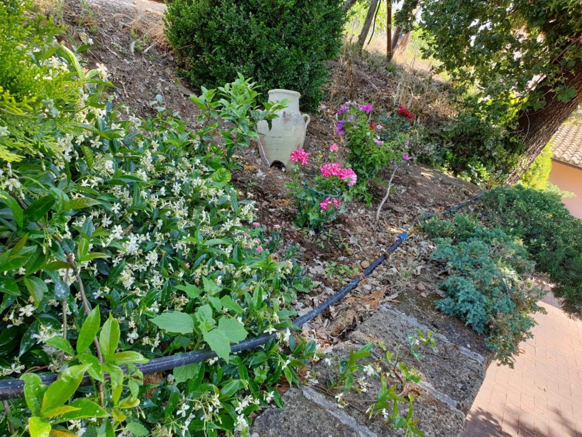 Azienda Agricola Sinisi Cerveteri Εξωτερικό φωτογραφία