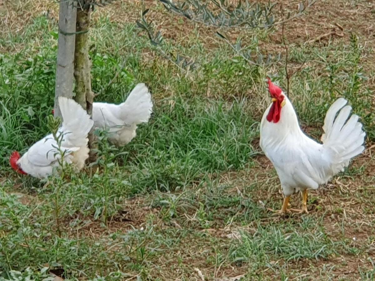 Azienda Agricola Sinisi Cerveteri Εξωτερικό φωτογραφία